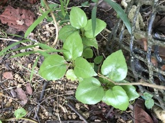 Heptapleurum actinophyllum