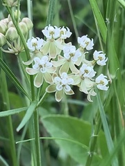 Asclepias linearis