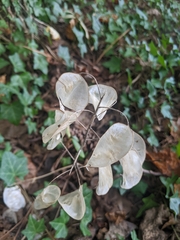 Lunaria annua
