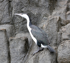 Phalacrocorax fuscescens
