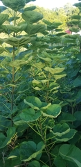 Catalpa speciosa
