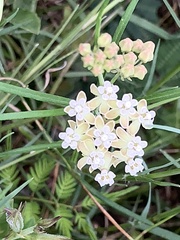 Asclepias linearis