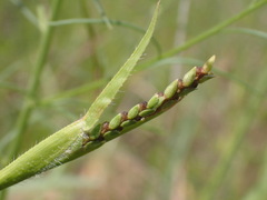 Hackelochloa granularis