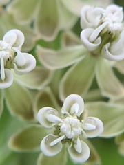 Asclepias linearis