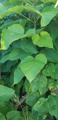 Catalpa speciosa