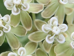 Asclepias linearis