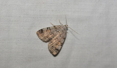 Idia americalis