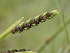 Hackelochloa granularis