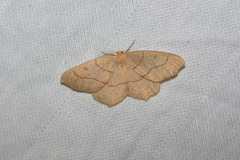 Lambdina fiscellaria