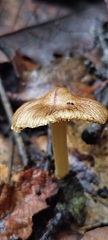 Pluteus romellii