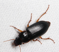 Harpalus pensylvanicus