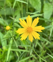 Coreopsis lanceolata