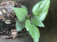 Heptapleurum actinophyllum