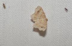 Macaria aemulataria
