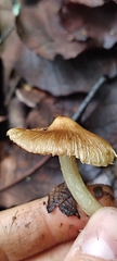 Pluteus romellii
