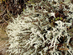 Pimelea suteri
