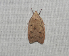 Machimia tentoriferella