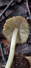 Pluteus romellii