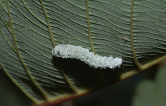 Macremphytus tarsatus