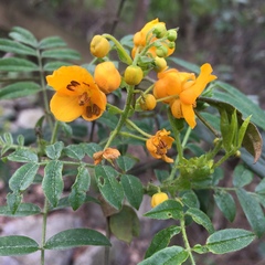 Senna stipulacea