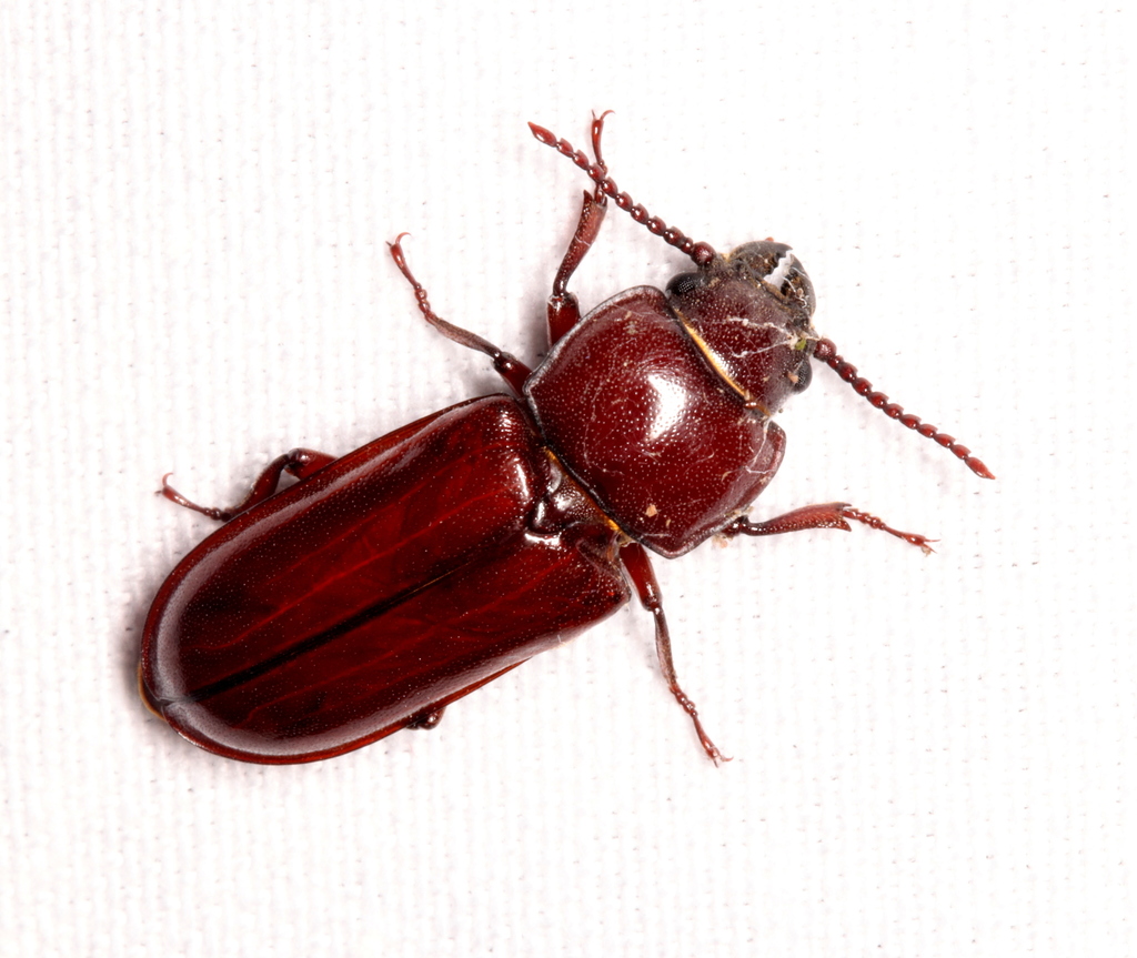 Pole Borer