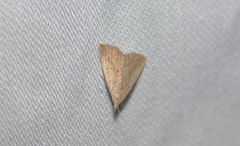 Macrochilo louisiana