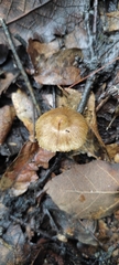 Pluteus romellii