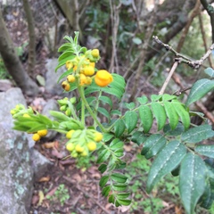 Senna stipulacea