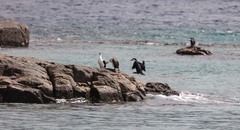 Phalacrocorax fuscescens