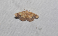 Nematocampa resistaria