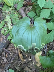 Maianthemum dilatatum