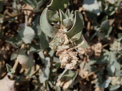 Atriplex maximowicziana