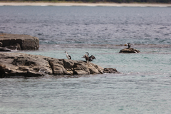 Phalacrocorax fuscescens