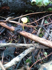 Cyptotrama chrysopepla