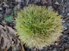 Castanea mollissima