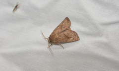 Noctuidae