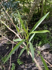 Baccharis punctulata