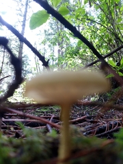 Cyptotrama chrysopepla