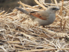 Agelaioides badius