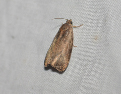 Olethreutes inornatana