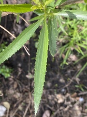 Baccharis punctulata