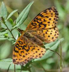 Boloria bellona