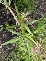 Baccharis punctulata