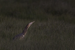 Botaurus poiciloptilus