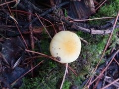 Cyptotrama chrysopepla