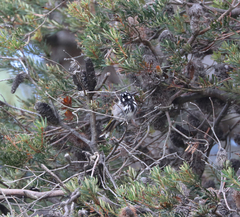 Phylidonyris novaehollandiae