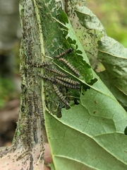 Omphalocera munroei
