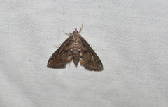 Parapoynx obscuralis