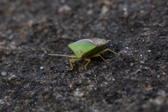 Hypoxys triangularis