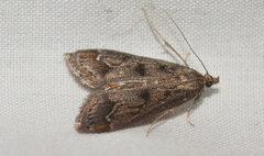 Parapoynx obscuralis
